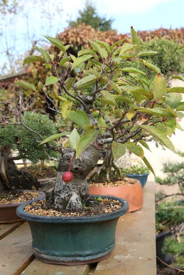 Scopri i migliori vasi per bonsai economici per valorizzare al meglio le tue piante