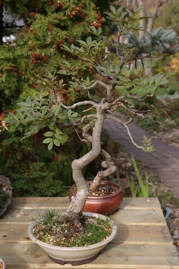 Regalare Un Bonsai 1 Regalare un bonsai: un dono di serenità e bellezza per ogni occasione speciale