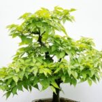 Come Si Curano I Bonsai Di Ulivo Scopri i segreti su come si curano i bonsai di ulivo