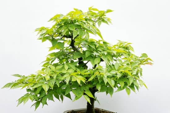 Come Si Curano I Bonsai Di Ulivo 1 Scopri i segreti su come si curano i bonsai di ulivo