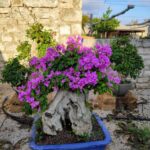 Bonsai Vero Scopri il segreto del Bonsai Vero per una bellezza naturale in miniatura