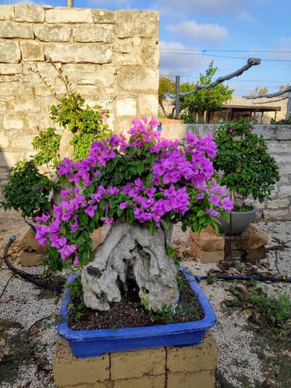 Bonsai Vero 1 Scopri il segreto del Bonsai Vero per una bellezza naturale in miniatura