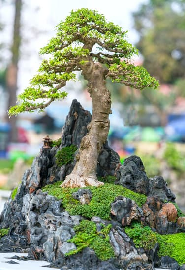 Come Curare Bonsai Ginger 1 Suggerimenti: