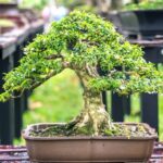 Disegno Bonsai Guida per il miglior disegno bonsai: tecniche e ispirazione