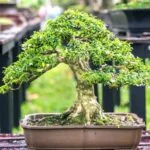 Disegno Bonsai Guida per il miglior disegno bonsai: tecniche e ispirazione