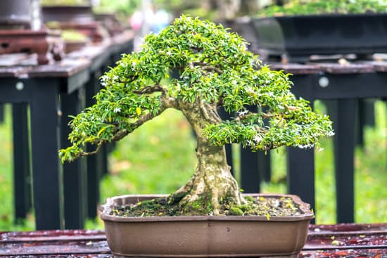 Guida per il miglior disegno bonsai: tecniche e ispirazione