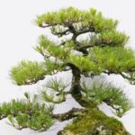 Bonsai pi belli: scopri i segreti per coltivarli e ammirarli