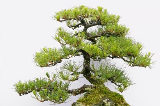 Bonsai Più Belli 1 Bonsai pi belli: scopri i segreti per coltivarli e ammirarli