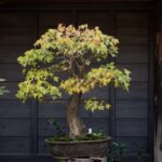 Come Tagliare Rotola Bonsai Nana Acquarii Scopri il metodo perfetto su come tagliare rotola bonsai nana acquarii in pochi passaggi