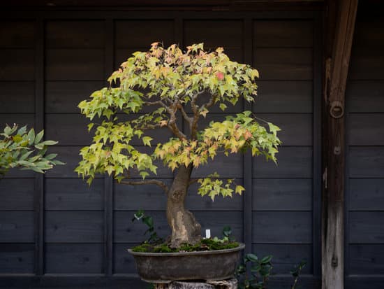 Come Tagliare Rotola Bonsai Nana Acquarii 1 Scopri il metodo perfetto su come tagliare rotola bonsai nana acquarii in pochi passaggi