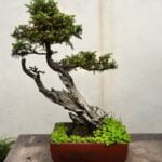 Quanta Acqua Ha Bisogno Un Bonsai Do Chicas Quanta acqua ha bisogno un bonsai do chicas: consigli per la giusta idratazione in meno di 20 parole