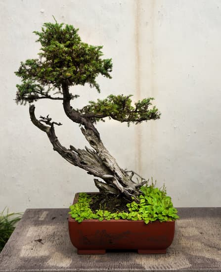 Quanta Acqua Ha Bisogno Un Bonsai Do Chicas 1 Quanta acqua ha bisogno un bonsai do chicas: consigli per la giusta idratazione in meno di 20 parole