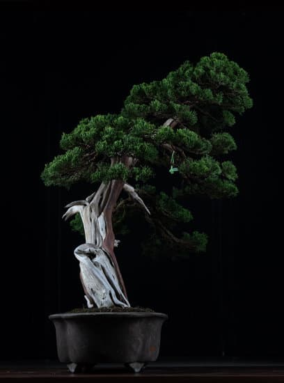 Come Curare Un Bonsai Di Melograno 1 Scopri come curare un bonsai di melograno con questi semplici consigli