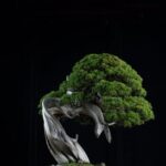 Zelkova Serrata Bonsai Coltiva il tuo Zelkova Serrata Bonsai con cura e attenzione per un bellissimo risultato