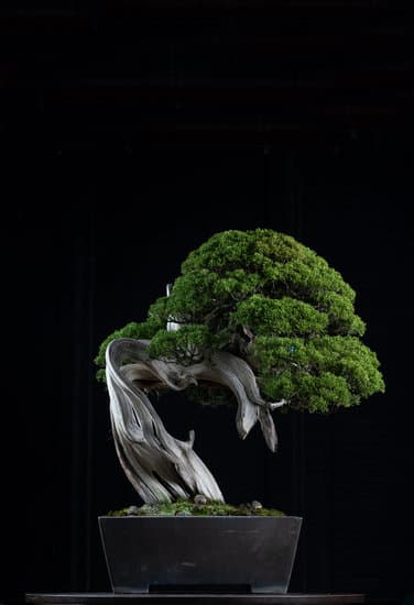 Zelkova Serrata Bonsai 1 Coltiva il tuo Zelkova Serrata Bonsai con cura e attenzione per un bellissimo risultato