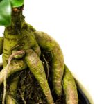 Scopri i segreti dell'annaffiatoio per bonsai: guida all'uso e consigli per la cura