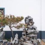 Quante Sono Le Foglie Del Bonsai Di Antonella Clerici Scopri la magia del bonsai di Antonella Clerici e le sue innumerevoli foglie