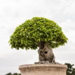 Scopri i segreti per vincere il Trofeo Bonsai: guida completa alla cura e alla crescita