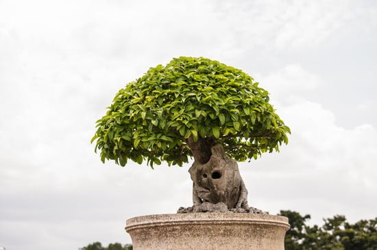 Scopri i segreti per vincere il Trofeo Bonsai: guida completa alla cura e alla crescita