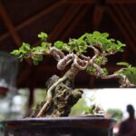 Quanto Va Innaffiato Il Bonsai d'Ulivo Il Bonsai d'ulivo va innaffiato regolarmente, controllando sempre l'umidità del terreno