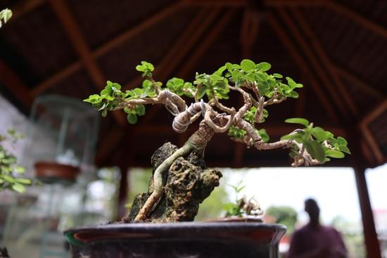 Quanto Va Innaffiato Il Bonsai d'Ulivo 1 Il Bonsai d'ulivo va innaffiato regolarmente, controllando sempre l'umidità del terreno