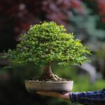 Come Si Cura Un Bonsai Di Ulivo Guida su come si cura un bonsai di olivo