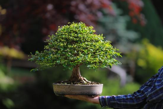 Come Si Cura Un Bonsai Di Ulivo 1 Guida su come si cura un bonsai di olivo