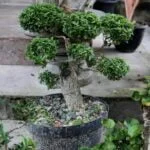 Come coltivare bonsai Carmona: consigli per la cura e la crescita