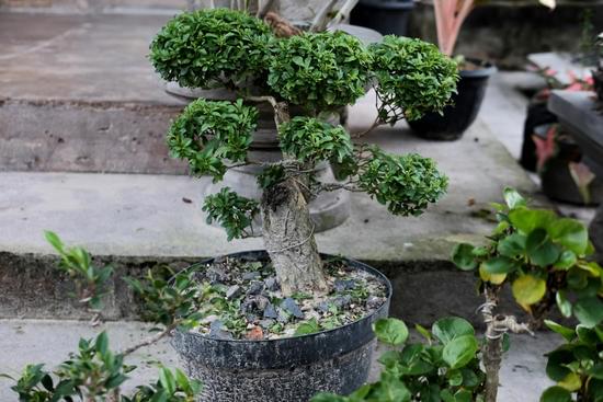 Come Si Coltiva Bonsai Carmona 1 Come coltivare bonsai Carmona: consigli per la cura e la crescita