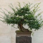 Olivo Bonsai Prezzo Scegli un olivo bonsai a ottimo prezzo per il tuo giardino zen
