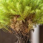 Bonsai Acquario Bonsai acquario: un'incredibile fusione di natura e stile in un unico ambiente