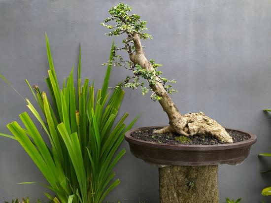 Come Potare Bonsai 1 Guida pratica su come potare bonsai per principianti e esperti