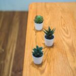 Frasi Bonsai Ecco un suggerimento alt per la parola chiave FRASI BONSAI: Frasi Bonsai: belle parole per descrivere la bellezza e la cura di un bonsai