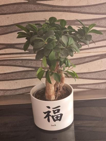 Quando Travasare Bonsai Sagethia 1 Scopri i segreti del momento giusto per travasare il bonsai Sagethia