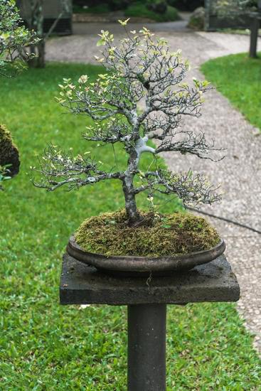 Spazio Bonsai 1 Scopri il tuo angolo di tranquillità con lo spazio bonsai perfetto per la meditazione