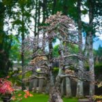 Bonsai Disegno Guida per il disegno del bonsai: tecniche e materiali per artisti