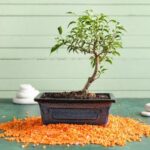 Concime Per Bonsai I migliori concimi per bonsai: consigli ed guide utili