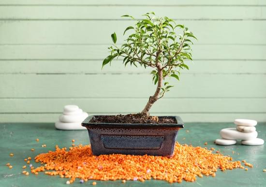 I migliori concimi per bonsai: consigli ed guide utili