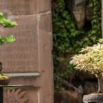 Come Trasformare Un Abete in Bonsai Guida: Trasformare un abete in bonsai - Passo dopo passo