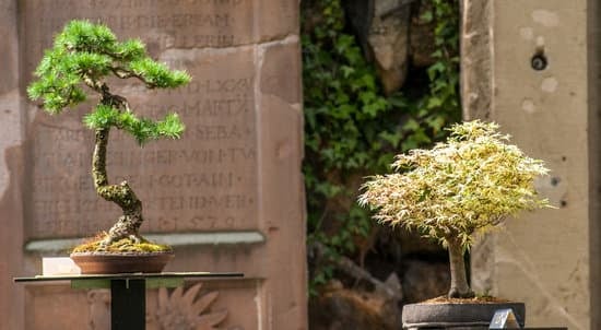 Come Trasformare Un Abete in Bonsai 1 Guida: Trasformare un abete in bonsai - Passo dopo passo