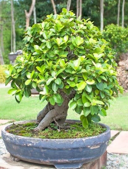 Segui i migliori metodi per inaffiare bonsai Zelkova per garantirne la salute e la bellezza