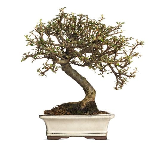 Segui le istruzioni per imparare come curare un bonsai