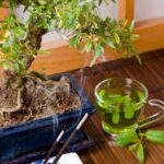 Come Coltivare Un Bonsai Di Quercia Guida dettagliata su come coltivare un bonsai di quercia con successo