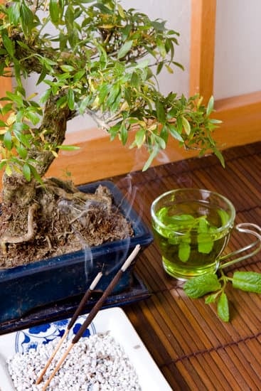 Come Coltivare Un Bonsai Di Quercia 1 Guida dettagliata su come coltivare un bonsai di quercia con successo