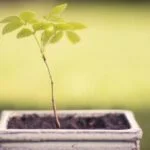 Pianta Ginseng Bonsai Scopri i segreti della cura del tuo Bonsai Pianta Ginseng con questi consigli esperti