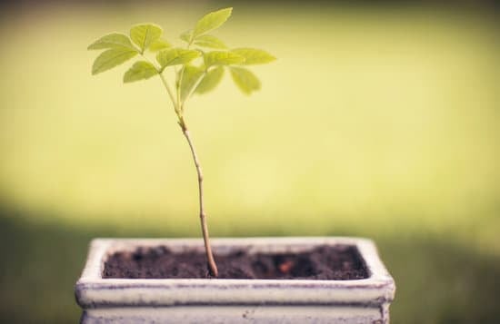 Pianta Ginseng Bonsai 1 Scopri i segreti della cura del tuo Bonsai Pianta Ginseng con questi consigli esperti