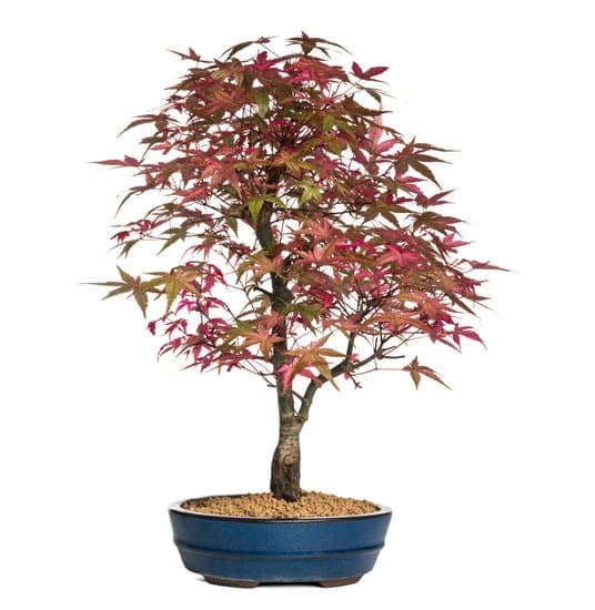 Quanto Costa Un Bonsai 1 Scopri quanto costa un bonsai: prezzi, varietà e consigli per l'acquisto