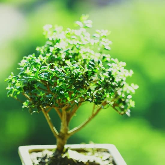 Guida dettagliata su come piantare un bonsai di ulivo per principianti