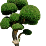 Come Fare Un Bonsai Di Melo Guida pratica: Come fare un bonsai di melo in semplici passaggi