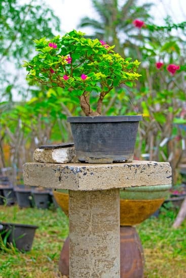 Quanto Impiega Un Ficus Bonsai Ad Ambientarsi 1 Scopri quanto impiega un ficus bonsai ad ambientarsi e come favorirne l'adattamento